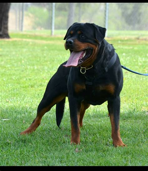 rottweiler puppies for sale in riverside|rottweiler breeders in california.